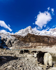 Snow covered mountain peaks in Himalayas and yak animal in foreground, Nepal during bright sunny day with blue sky.	