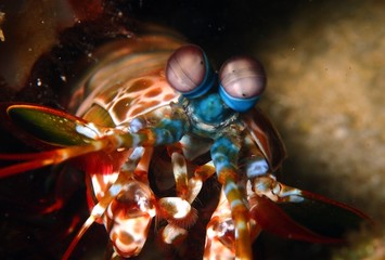 Fototapeta na wymiar Mantis shrimp peers out of cave on coral reef