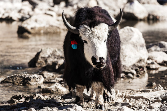 Himalaya mountain with Yak animals, Napal. Manaslu circuit trek.
