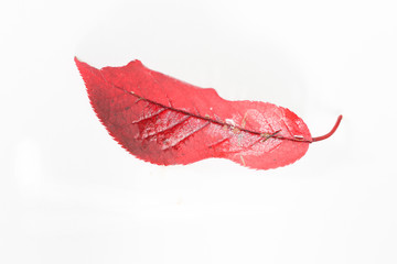 autumn leaves macro. Isolated autumn fallen leaves over white background