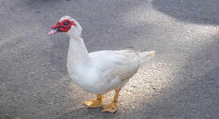 Ducks walk through the grass on a green grass near the lake, Kandy city, Sri Lanka