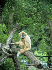 Gibbon on the tree
