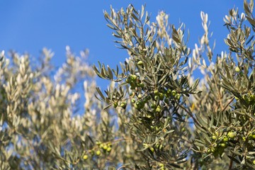 Green olives and olive tree branches on blue sky background. Mount of Olives, Jerusalem, Israel