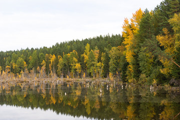 Mirror, wild forest lake in the taiga, trees in the water