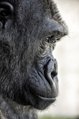Gorilla. Closeup of face and facing right.