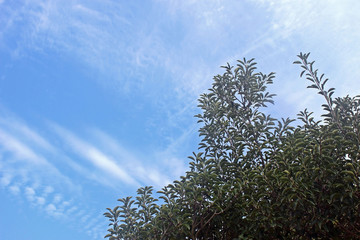 Obraz premium 나무가지 잎