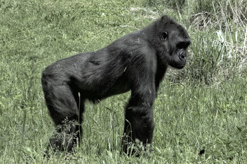 Gorilla. Full body shot and standing on all fours in field of grass