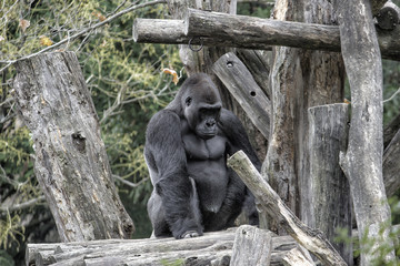 Gorilla. Sittin on logs and mostly facing the camera.