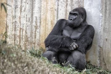 Fototapeta premium Gorilla. Setting down against a wooden fence.