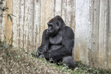Naklejka premium Gorilla. Setting down against a wooden fence.