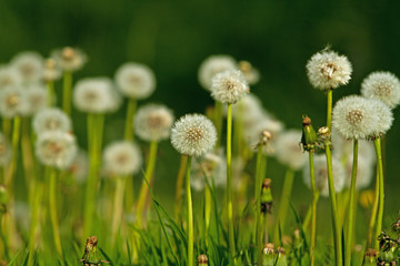 dandelion in grass