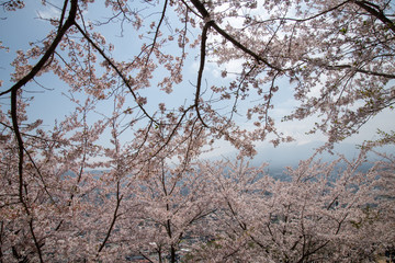 新倉山浅間神社