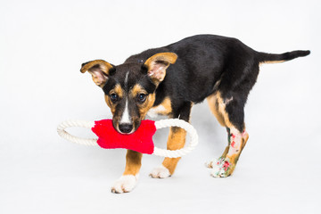 Puppy found hit by car and rescued with injured paws with red toy on white background