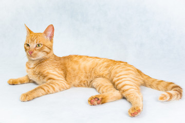 Ginger short hair cat lying on the white background