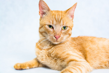 Elegant ginger tomcat lying on the light floor 
