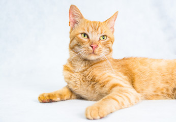 Obraz premium Ginger short hair cat lying on the white background