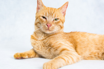 Ginger tomcat with satisfied expression narrow one eye