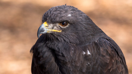 close up portrait of an augur buzzard
