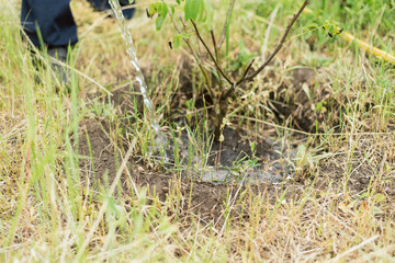 gardener watering a small growing tree on a farm. A man grows a walnut tree. Hose watering the garden
