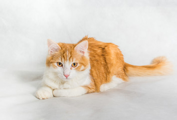Obraz premium Lying ginger white long hair cat on white background