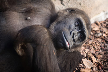 portrait of african montain gorilla to rest