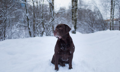 Chocolate labrador retriever dog sitting in the snow