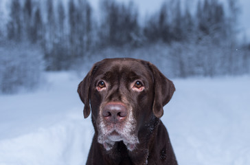 Chocolate labrador retriever dog sitting in the snow