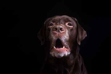 Fototapeta premium Face portrait of brown chocolate labrador retriever dog isolated on black background. Dog face close up.