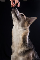 Obraz premium Face portrait of cute mixed breed dog isolated on black background. Dog face close up.