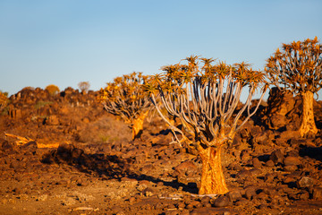 Quiver tree forest in Namibia