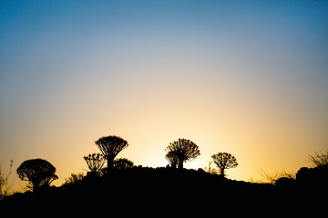 Fototapeta na wymiar Quiver tree forest in Namibia