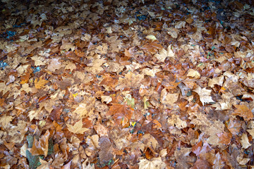  autumn leaves in the forest