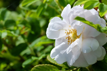 A closeup of a white wild rose with a yellow centre hanging on a green shrub. The rose has lots of fluffy pedals and the sun is shining on the plant. 