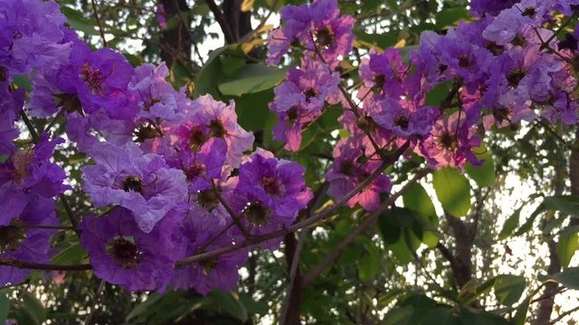 beautiful purple flowers 
