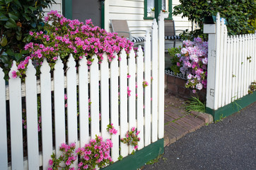 Pink flowers against white wooden garden fence of a residential house in suburb. Melbourne, VIC...