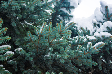 Fototapeta na wymiar Green fluffy fir tree branch in the snow