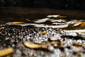 Yellow Leaf in Water