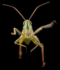 Grasshopper jump close up, insect macro 