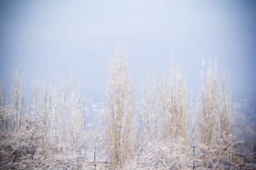 Winter urban frosty landscape - snow covered trees on foggy background