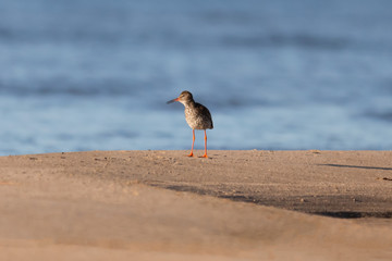 The Redshank bird on summer day walks and sings seaside on the sand (Tringa totanus)Hailuoto,Finland