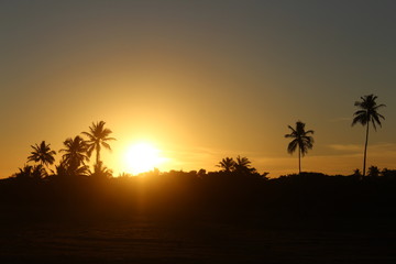 beautiful sunset in Brazil with palm trees and copy space