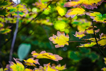 Maple Leaf In Red Gold Yellow Fall Season Color On The Canopy With Lush Green Evergreen Pacific Northwest Forest Background, Washington, United States