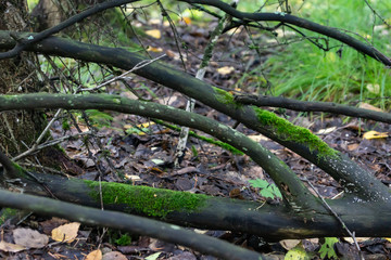 Dry branch, green moss, second life of trees