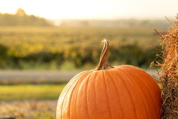 Pumpkin in foreground of a sunny farm field in the background 