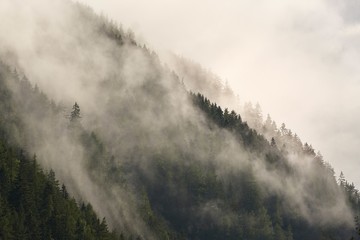 Misty foggy mountain with pine trees