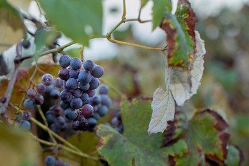 cluster of grapes on a vine with negative space on the right hand side 