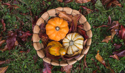 Flatlay of decoration of autumn colored leaves, gourds and pumpkin outdoors