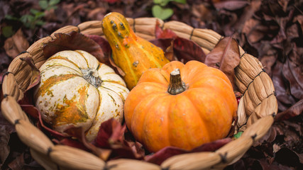 Close-up decoration of autumn colored leaves and gourds (pumpkin) outdoors