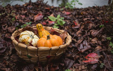 Decoration of autumn colored leaves and gourds (pumpkin) outdoors