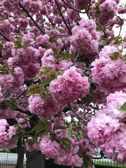 Naklejka premium Cherry blossoms in the park